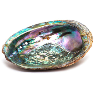 Abalone Shell - (6 inch) blue/green